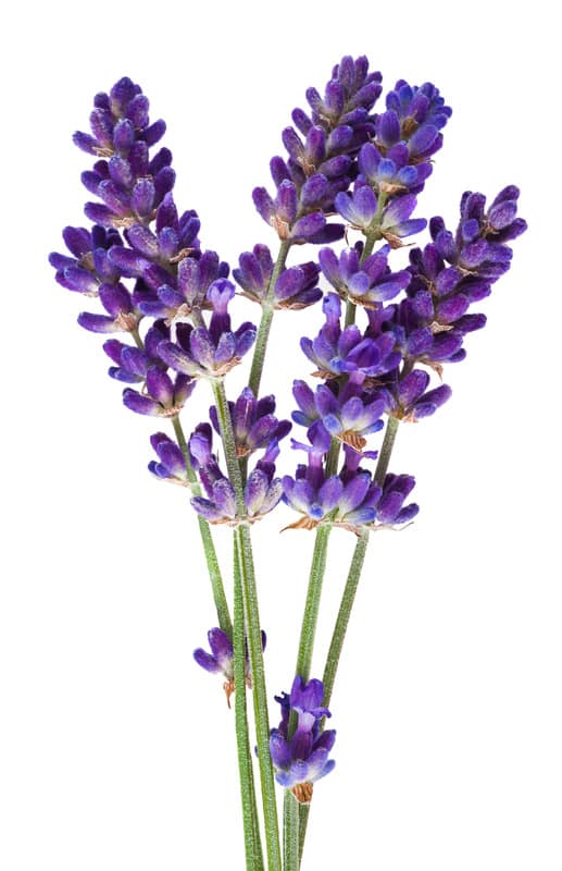 Levander Essential Oil Repellents
