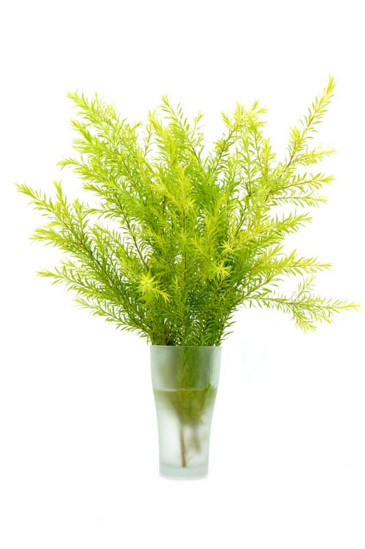 tee tree Essential Oil Repellents