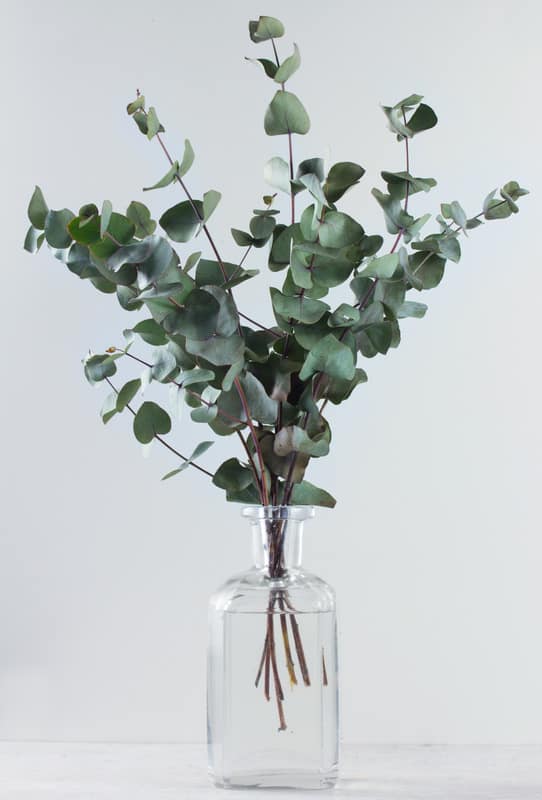 Eucalyptus Essential Oil Repellents