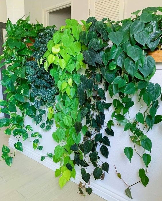 Philodendron for indoor vertical garden
