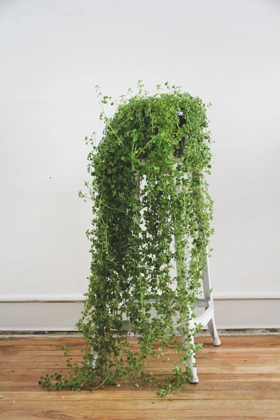 Baby's tears for indoor vertical garden