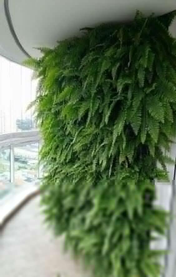Ferns for indoor vertical garden