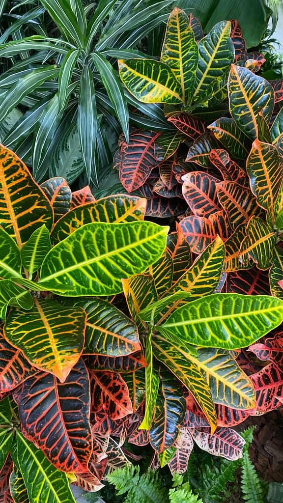 Crotons for indoor vertical garden