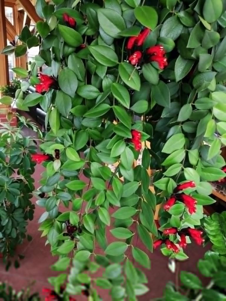 Lipstick Flower for indoor vertical garden