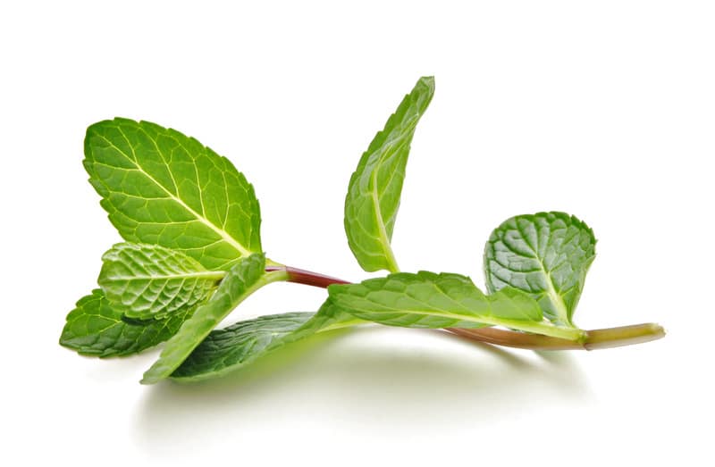peppermint Essential Oil Repellents