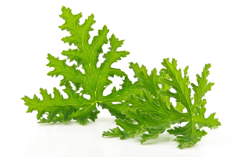 Citronella Essential Oil Repellents